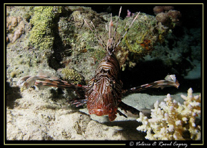 Pterois taken during a night dive in Egypte. 
Canon G9 a... by Raoul Caprez 